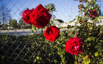 A Day with the Big Homie and his Little Homies